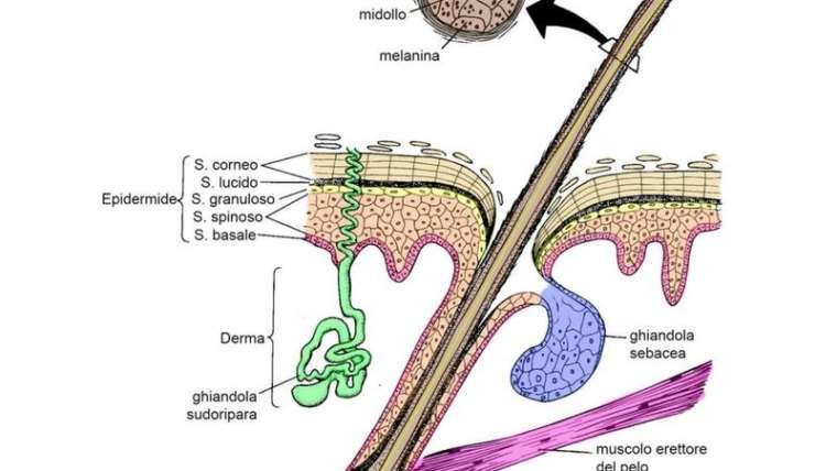 Struttura del capello: ciclo di vita e patologie